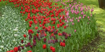 White, red, black and pink  tulips flowerbed in the spring park