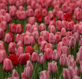 Red tulip field with small GRIP