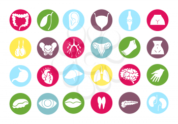 Human internal organs and parts of the body colorful set icons vector