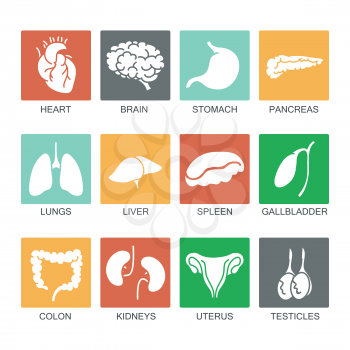 Human internal organs white icons on colored background set. Vector illustration