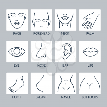 Parts of the human body vector line icons