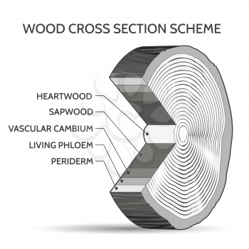 Wood cross section scheme. Trunk of tree structure slice vector illustration