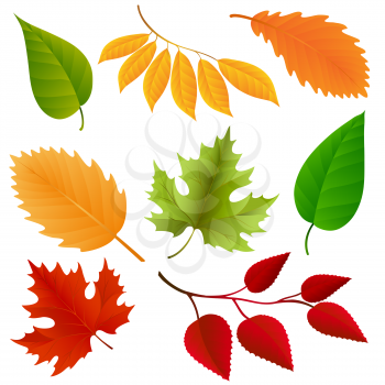 Autumn colors leaves set isolated on white background. Vector illustraton