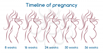 Timeline of pregnancy with line woman silhouette. Vector illustration