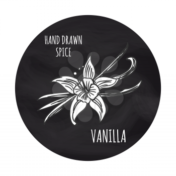 Hand drawn spice vanilla on blackboard, vector illustration. Black and white drawing illustration
