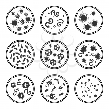 Phatogen virus and immune bacteries in Petri dish isolated on white, vector illustration