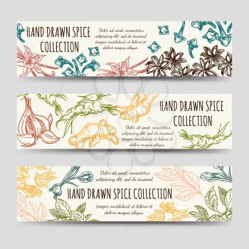 Spice and herbs banners template. Vector vintage banners with hand drawn spice