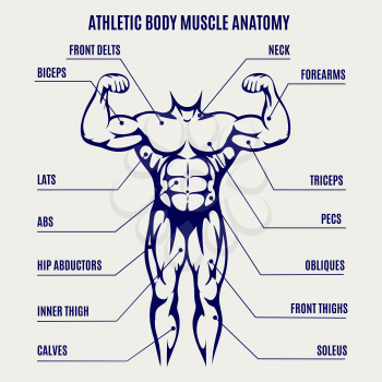 Athletic body muscle anatomy ballpoint pen colors poster. Vector illustration