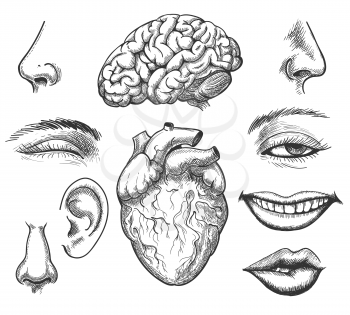 Human face and organs. Human head organ set like eye, nose and mouth and vintage illustration of brain and engraving heart