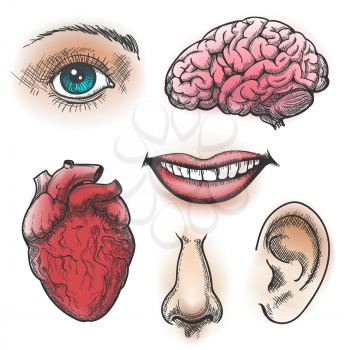 Human organs sketch. Face and internal organs in vintage style like eye and brain, mouth, nose and heart