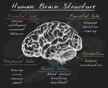 Cerebrum diagram. Biology human head brain structure, cerebral sections on chalk board vector illustration