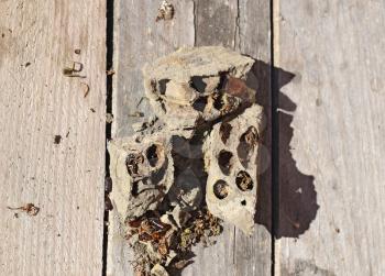 Break a hornet's nest of clay. Nests of clay belonging wasp. Clay camera in the nest and store food for larvae of them. The socket has input and ventillyatsionnye openings.