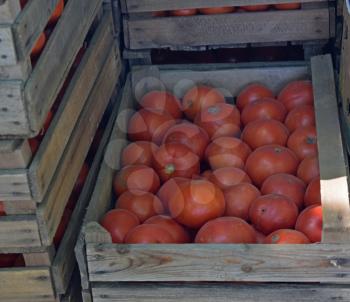 Tomatoes in wooden boxes. The harvest from the fields.
