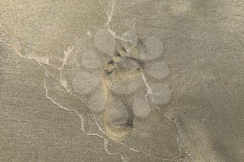 Next the human foot in the sand. Prints of human feet.
