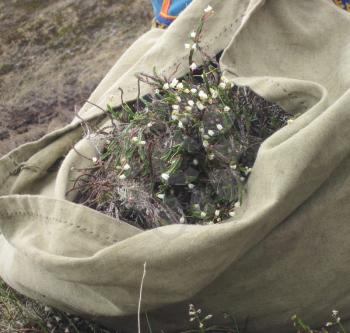 Collecting medicinal herbs in the tundra. collected herbs in a bag.