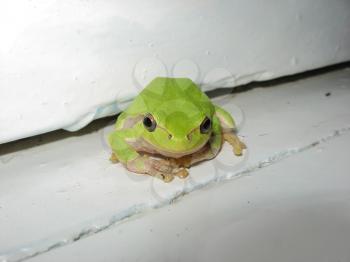 Green tree frog. Frog on the window sill.