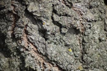 Background from tree bark. Texture of old thick bark on a tree trunk.