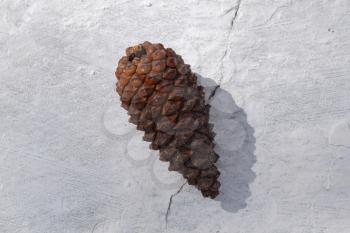 Fir cones on a white concrete. Fruit gymnosperms.
