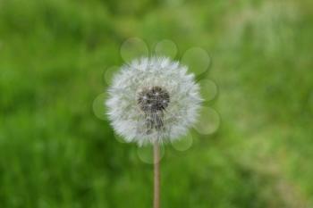 Ripened Dandelion in the grass. Breeding seeds of plants.