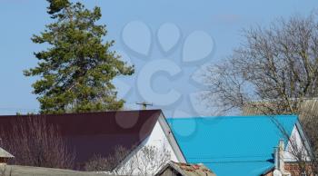 Roof metal sheets. Modern types of roofing materials. Near conifer.