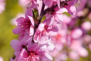 Blooming wild peach in the garden. Spring flowering trees. Pollination of flowers of peach.