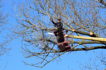 Pruning trees using a lift-arm. Chainsaw Cutting unnecessary branches of the tree. Putting in order of parks and gardens.