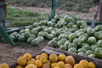 Collected in a pile of melons and watermelons. Rich harvest of watermelons and dyt in a heap at the point of sale directly at the field.