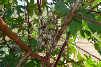 Castor seeds on the stem. The vegetative part of the castor bean plant.