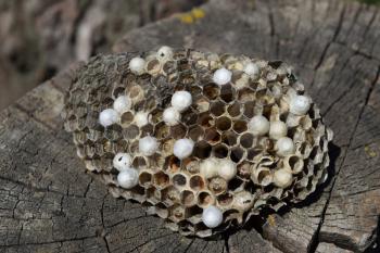 Wasp nest without wasps. Captured ravaged nest wasps. Honeycombs with larvae.