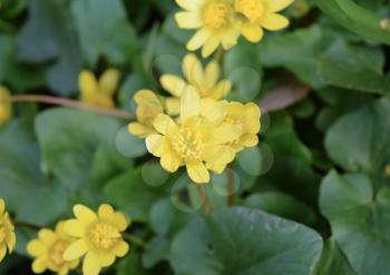 Lesser celandine flowers on the ground. Blooming yellow flowers. Ranunculus blossoms in spring close up