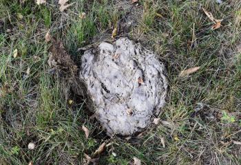 Dried cow dung in the grass. The excrement of livestock.