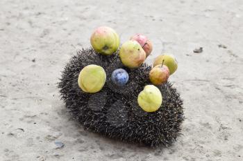 Hedgehog on a concrete surface. Hedgehog needles pinned on apples, peaches and plums. Hedgehog curled up into a ball.