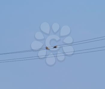Two turtledoves on wires. A pair of pigeons on power lines.