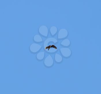A bird in the blue sky. Silhouette of flying bird on a blue sky background.