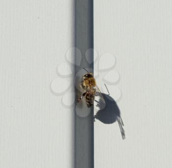Bee sitting on a white sheet of iron. Bee basking in the sun.