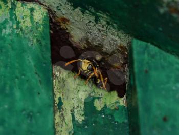 Wasp male peeking out of hiding. The marriage between wasps Polistes