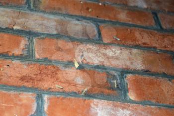 Other moths on a brick wall. The flying insects to the light bulb.