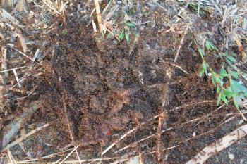 Colony of red ants small. Spring outputs ants on the surface for mating.