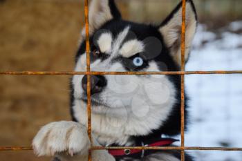 Husky Dog with different eyes. Black and white husky. Brown and blue eyes.
