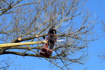 Pruning trees using a lift-arm. Chainsaw Cutting unnecessary branches of the tree. Putting in order of parks and gardens.