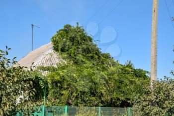 The flower vine wrapped the house up to the roof. Home decorative plants.