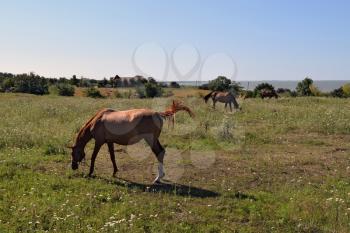 The grazed horses. A pasture of horses on land grounds.