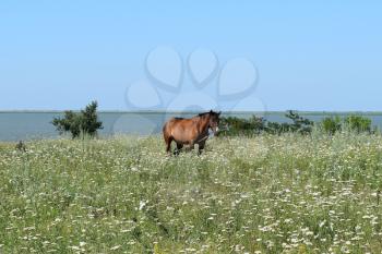 The grazed horse. The horse eats the grass growing on a pasture at coast of the Sea of Azov.