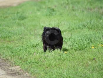 Black dog on the green grass. Pedigree dog yard.