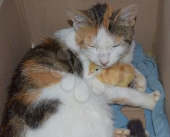 Cat warms chicken. Cat takes a chicken for her cub.