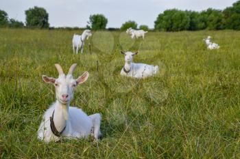 Goats grazing in the meadow. White goat dairy cattle eating grass in a pasture.