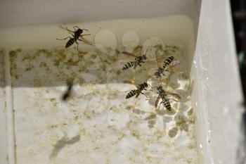 Wasps Polistes drink water. The ability of wasps Polistes not sink in water.