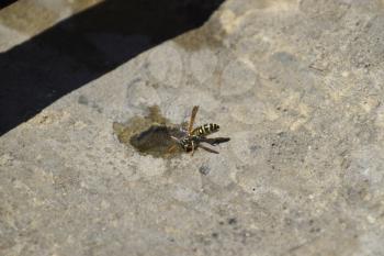 Wasps Polistes drink water. Watering in the summer heat.