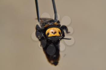 Megascolia maculata. The mammoth wasp. Wasp on Scola giant tweezers.