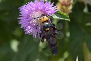 Megascolia maculata. The mammoth wasp. Scola giant wasp on a flower.